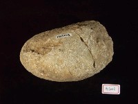 藏品(鸚鵡螺化石)的圖片